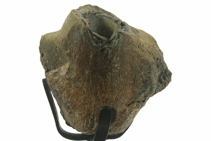 Fossil Mosasaur Jaw Section with Metal Stand - Texas #377841